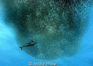 Action pure - a big tuna attacks a baitball of sardines by Andre Philip 